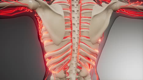 vasos sanguíneos del cuerpo humano