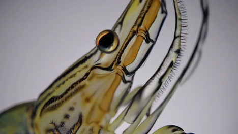 microscopic close-up of a shrimp's eye
