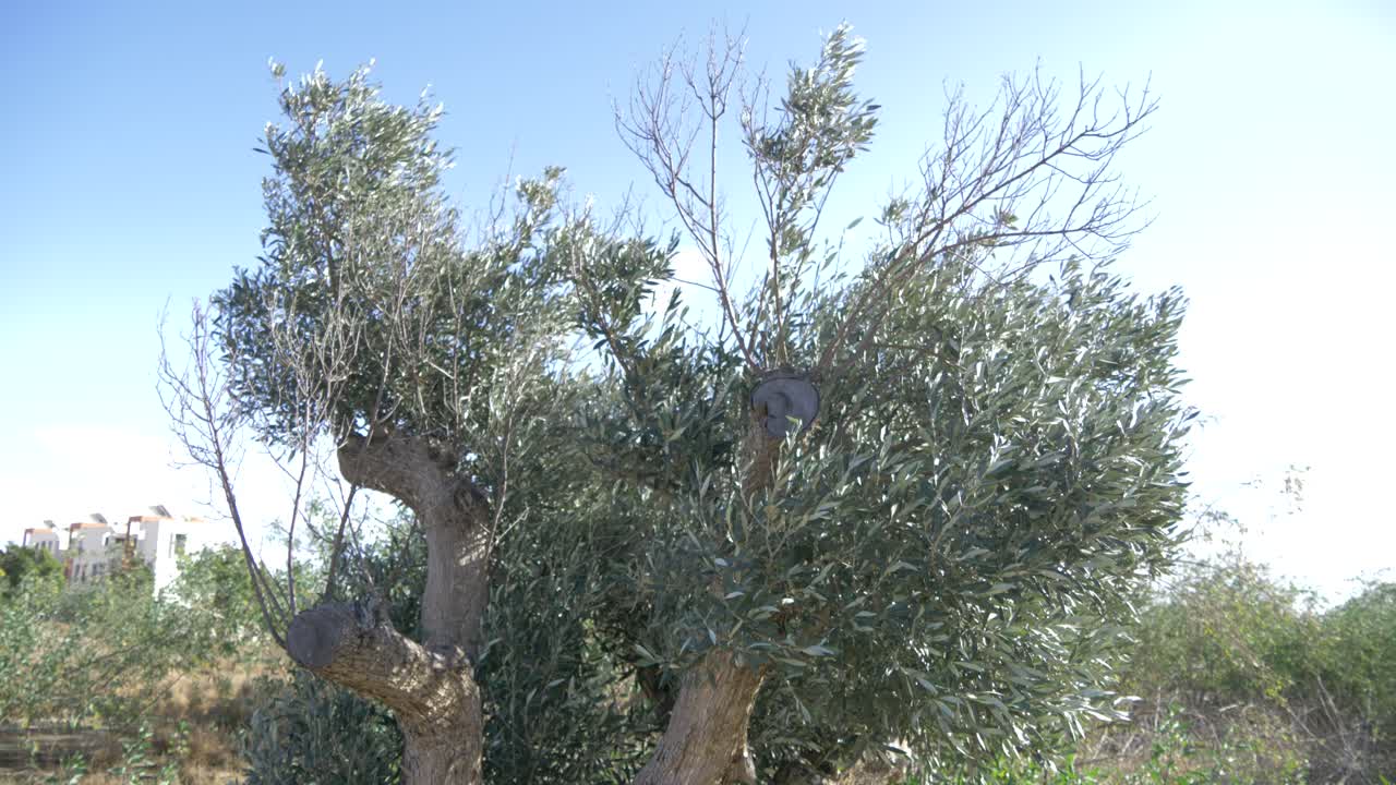 블루스 하늘을 배경으로 스페인의 올리브 나무