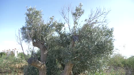 olivo en españa con cielos azules en el fondo