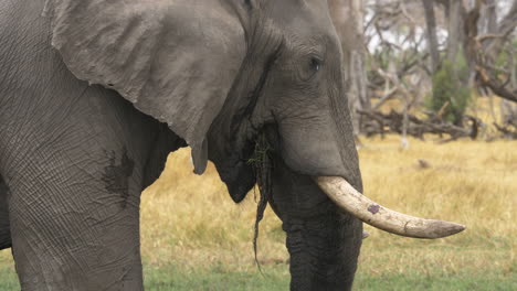 un primer plano de un elefante adulto comiendo hierba de un humedal en botswana