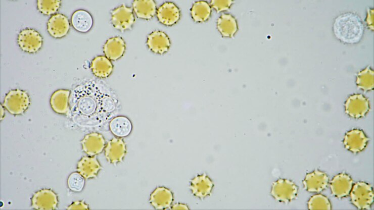 Microscopic view of round biological cells and pollen-like structures