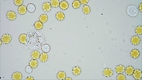 microscopic view of round biological cells and pollen-like structures