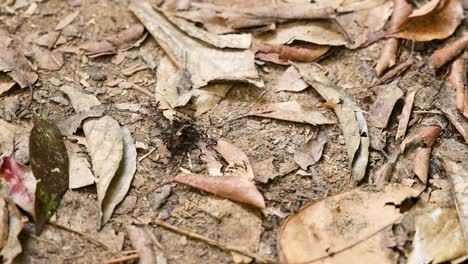 ants collectively moving objects on soil