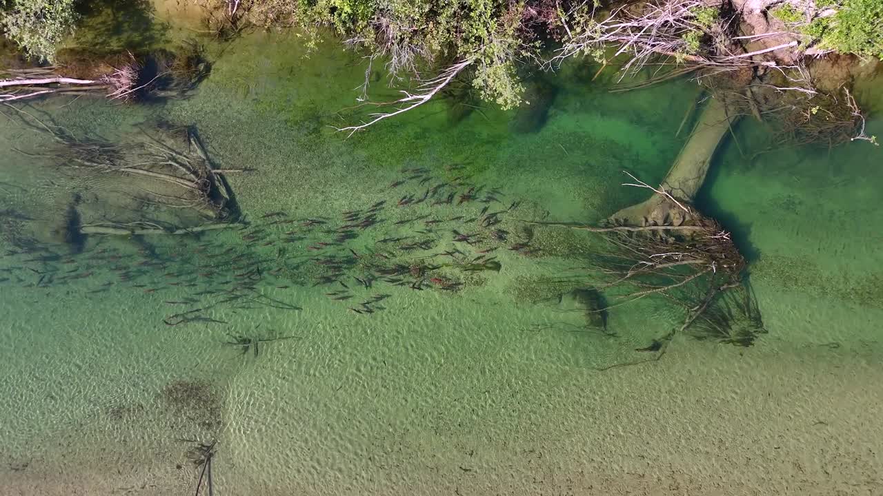 Vista Aérea de Salmões Desovando em um Rio Cristalino