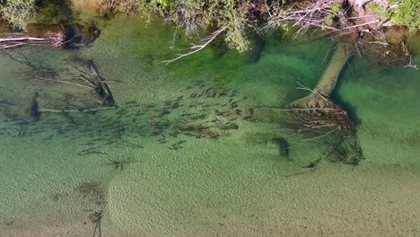 aerial view of salmon spawning in a crystal-clear river