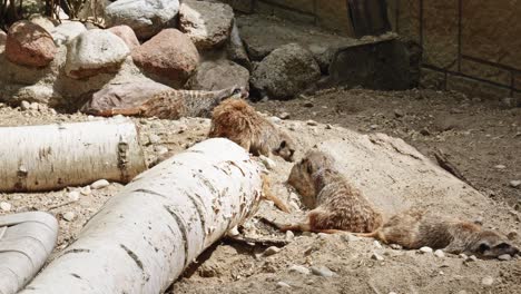 a group of meerkats resting on the ground