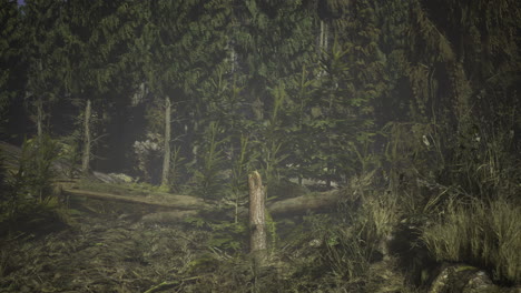 dense forest with tall trees and fallen logs during early morning light