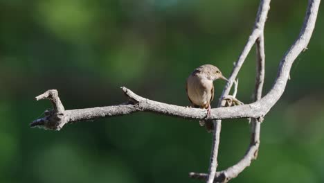 small and squat bird, little songbird house wren, troglodytes aedon chirping in the nature, perching on hanging tree branch and fly away, wildlife scene at pantanal natural reserves, brazil