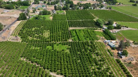 Wide-drone-shot-of-multiple-wine-vineyards-in-Eastern-Washington-during-the-summer