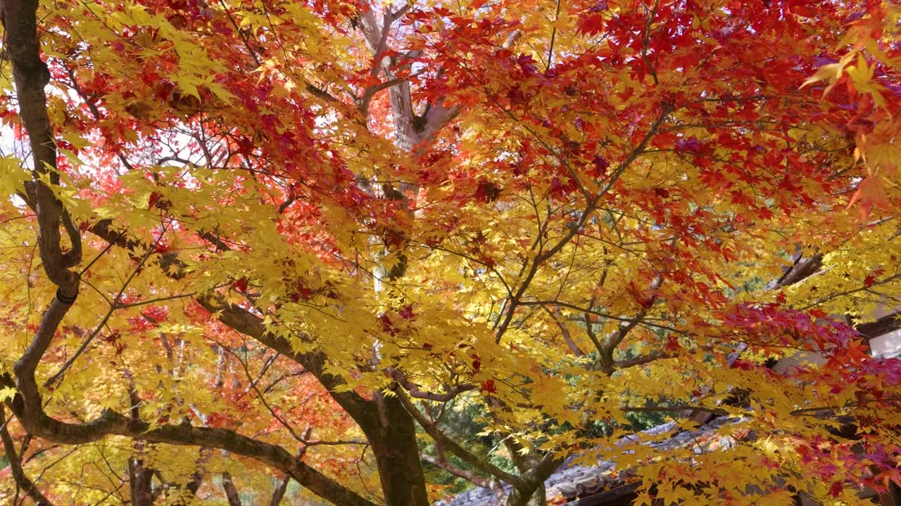 Close up slider over beautiful orange and red fall colors in slow motion
