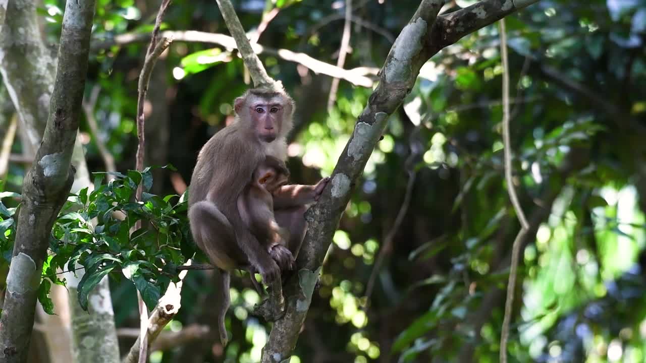 el macaco de cola de cerdo del norte es un primate que se encuentra comúnmente en el parque nacional de khao yai, aunque es una especie vulnerable