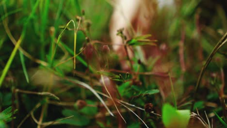 camera moving slowly forward through grass and flowers to womans hand