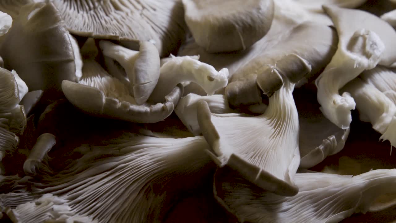primer plano de setas de ostras
