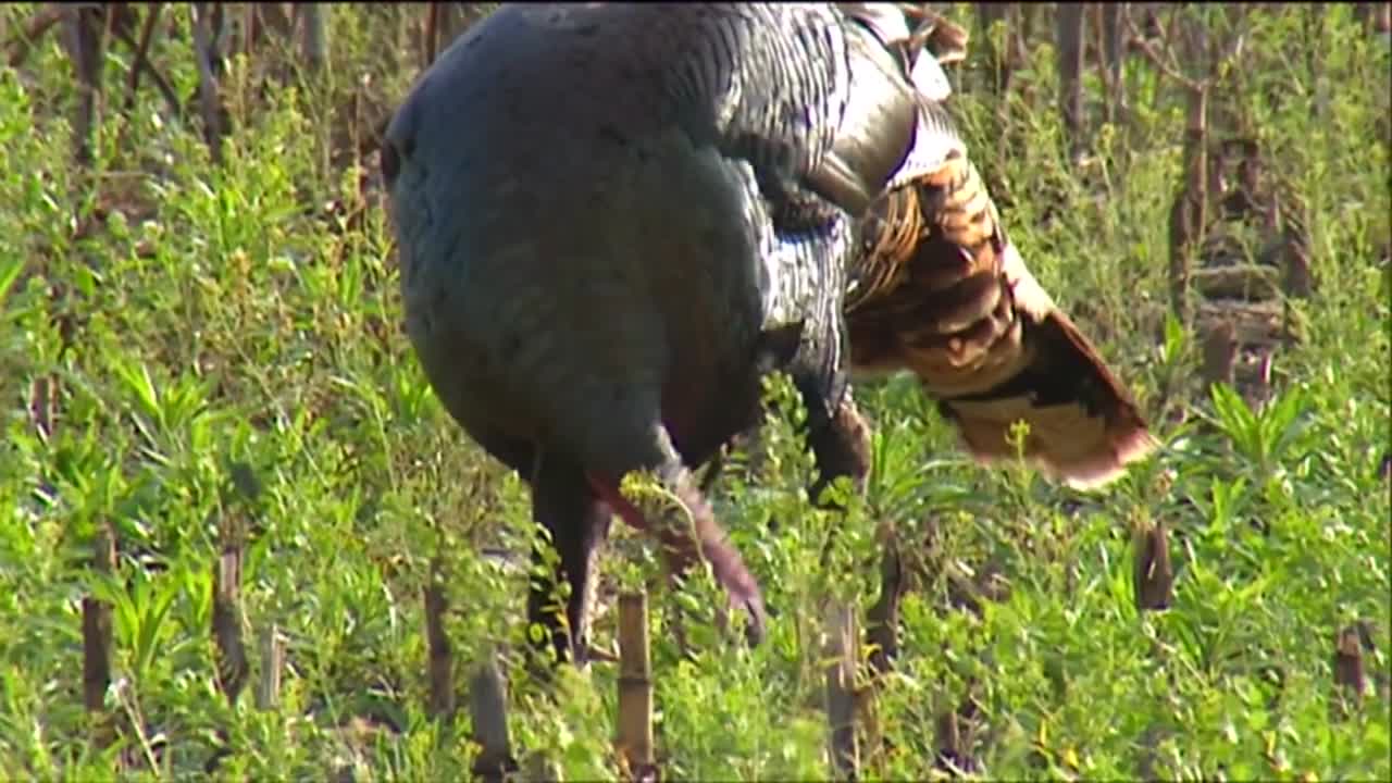 pavos salvajes en los campos 2