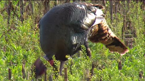 Wild-Turkeys-In-The-Fields-2