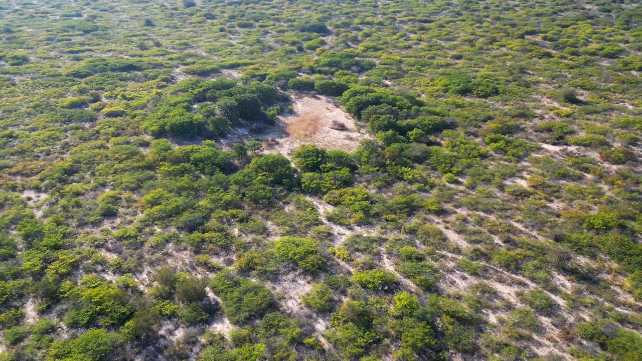 Vista aérea de una sabana abierta dominada por árboles mopane (Colophospermum mopane), en África austral.