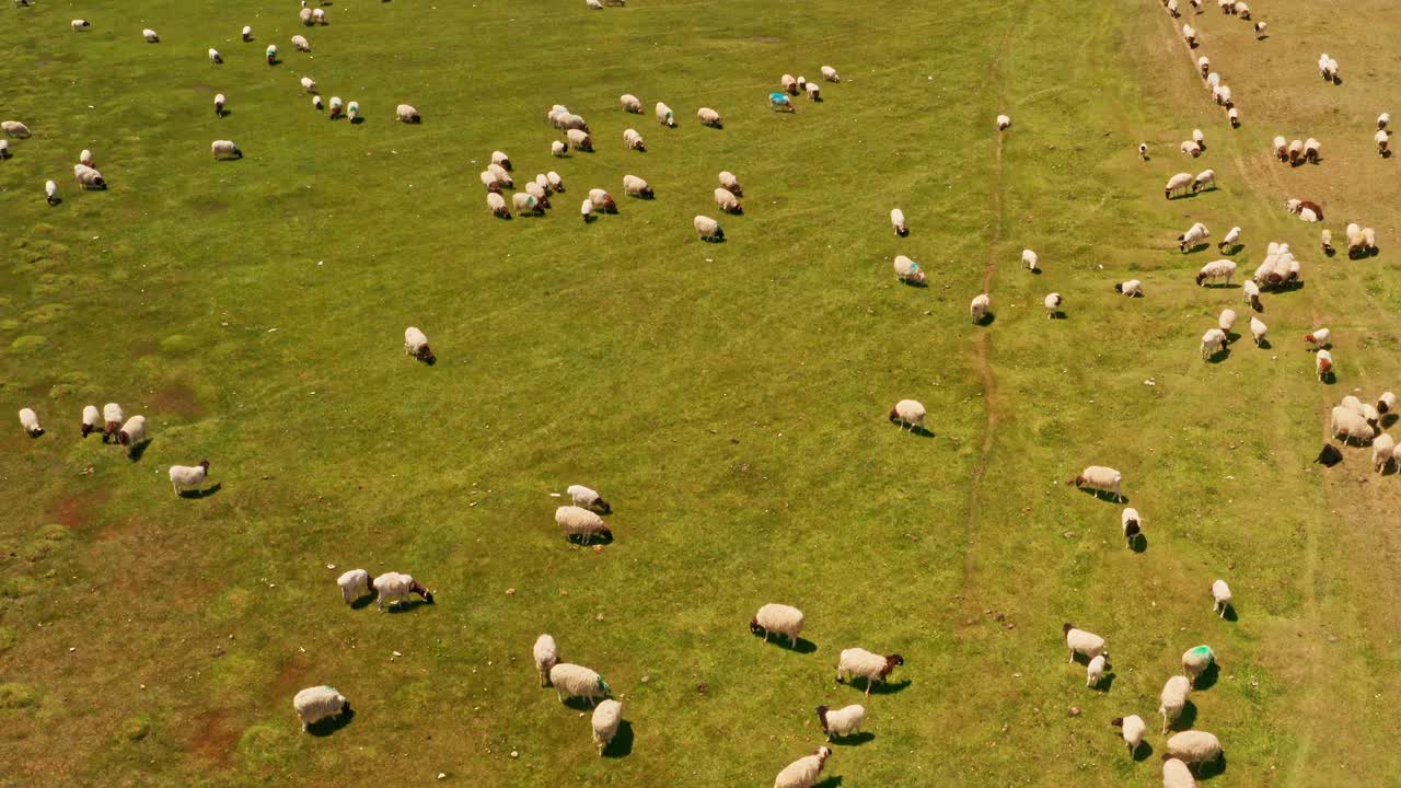 Prateria di Bayinbuluku e pecore in una bella giornata