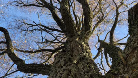 autumn tree without leaves. close up footage