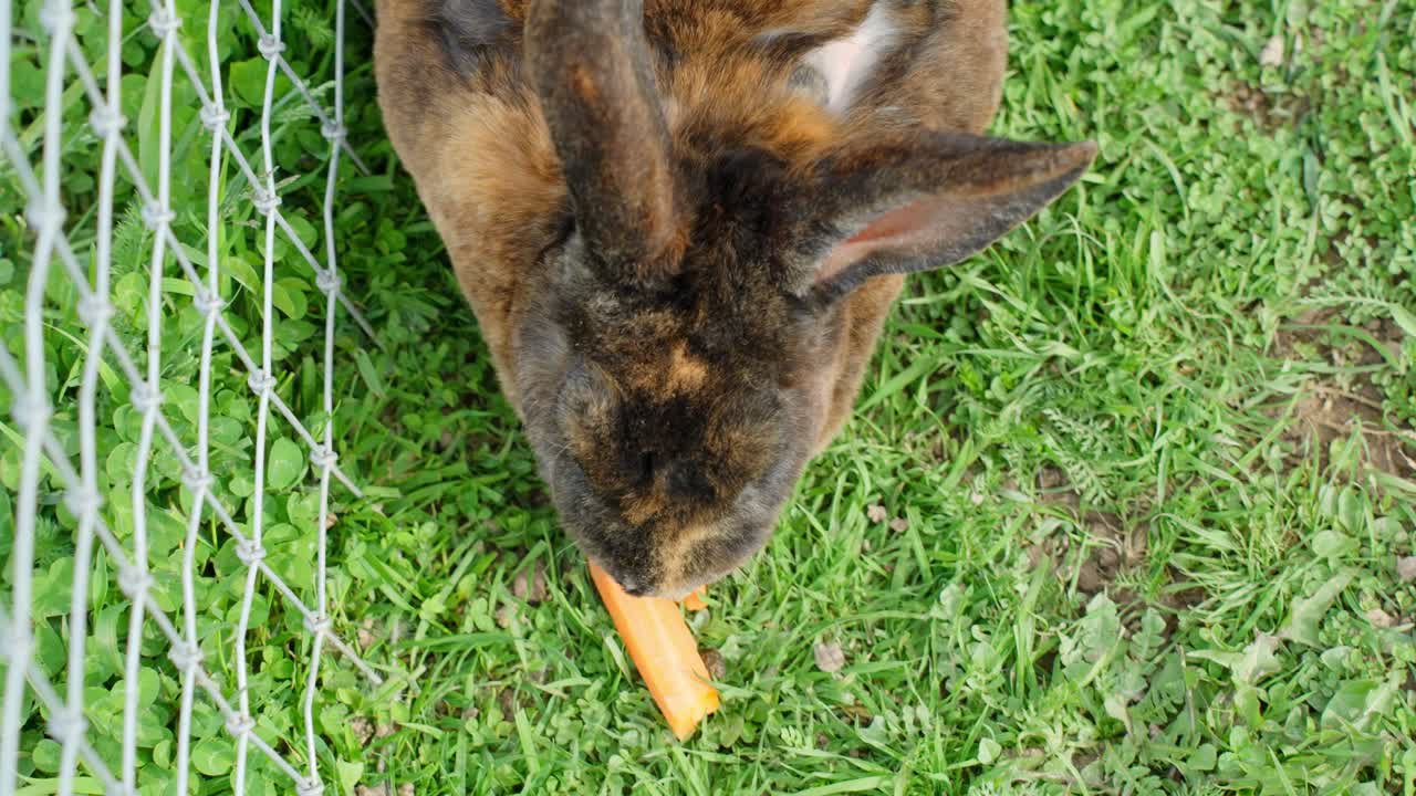 Top View Of A Domestic Rabbit Eating Carrot In A Cage. Close-up Shot