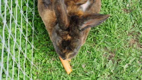 top view of a domestic rabbit eating carrot in a cage. close-up shot