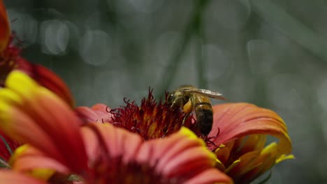 bee on a flower, warm and sunny day, nature, red 4k