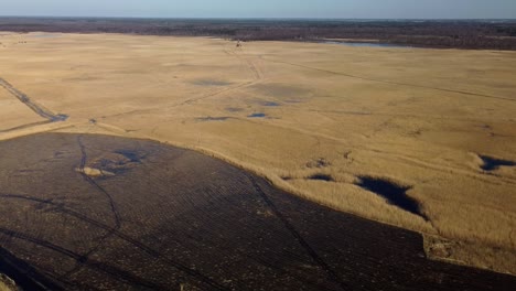 aerial view of the lake overgrown with brown reeds, lake pape nature park, rucava, latvia, sunny spring day, wide angle drone shot, panorama left