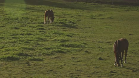 Horses-Grazing-On-Green-Pasture-On-A-Sunny-Day