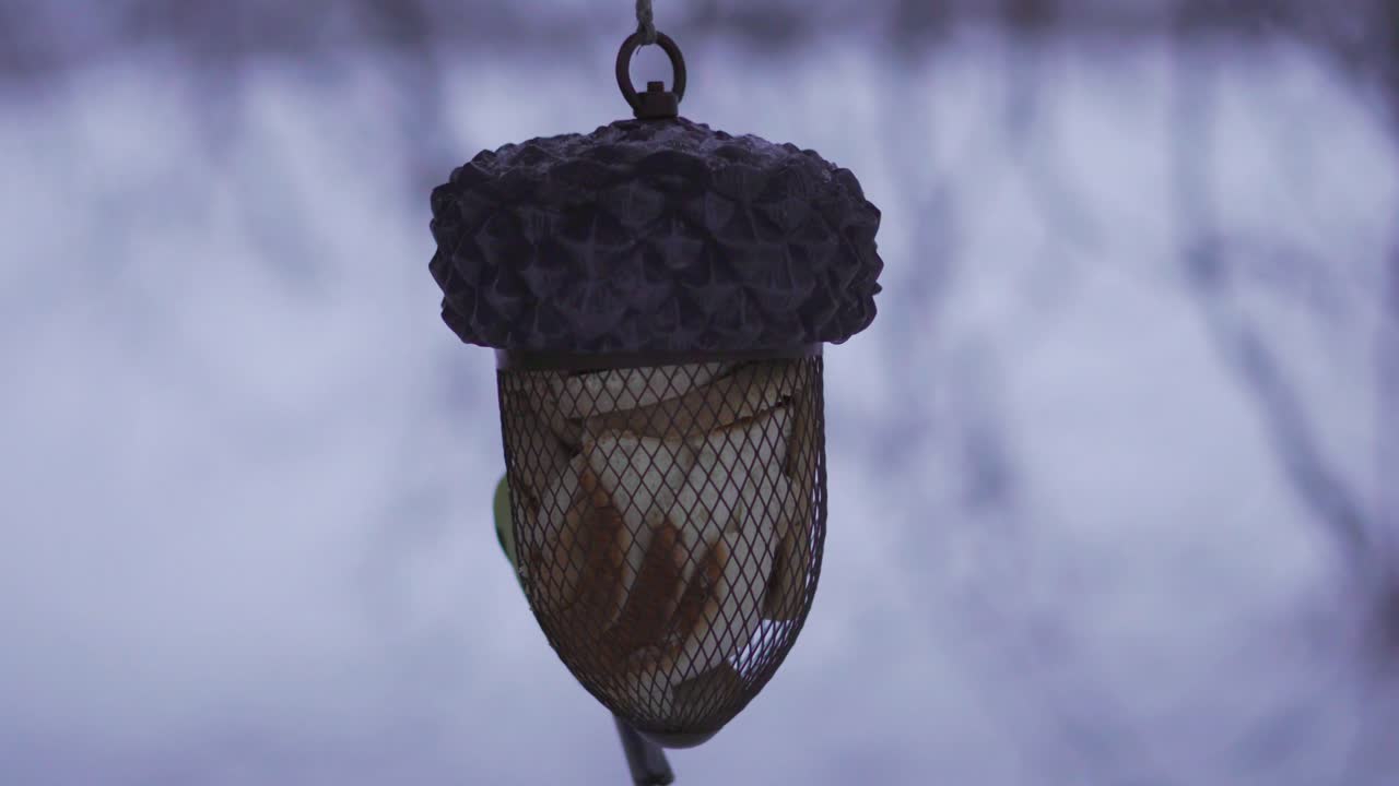 Great tit bird is feeding from a nut-shaped feeder filled with white bread during the European winter