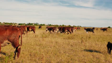 Este-Idílico-Entorno-Rural-Refleja-La-Sencilla-Belleza-De-La-Naturaleza-Y-La-Tranquila-Armonía-De-La-Vida-En-La-Granja,-Donde-Las-Vacas-Se-Mueven-Tranquilamente,-Disfrutando-De-Su-Día-Al-Sol.