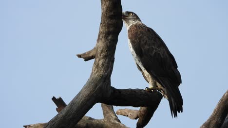 eagle waiting for pray uhd mp4 4k