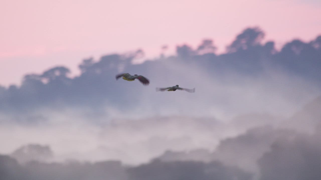 A parrot pair flies in silhouette soars above Peru’s misty jungle, glowing in the twilight’s soft colors to land in a treetop