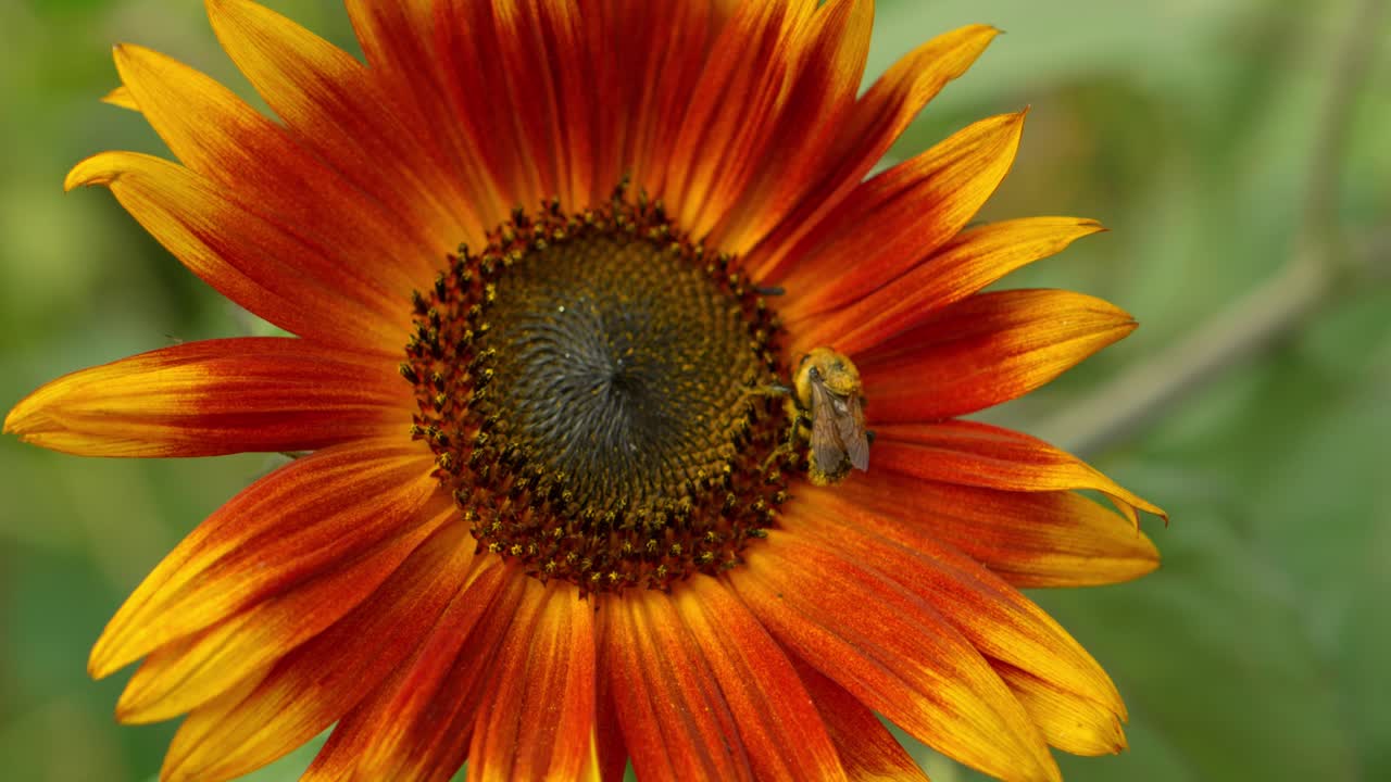 brillante, vibrante y colorido girasol amarillo y naranja con rayos de sol con abejas recogiendo polen como cámaras rodantes cerca