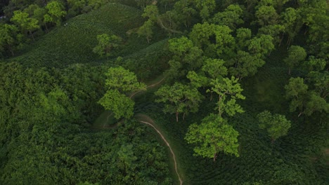 Tea-garden-valley-with-forest-in-Sylhet,-Bangladesh