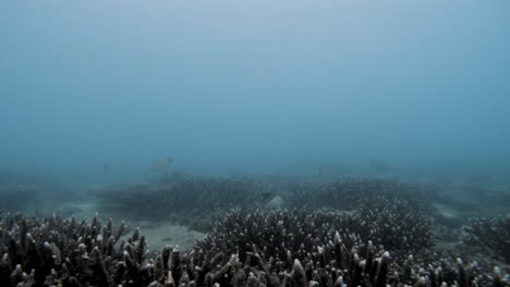 diving in murky waters of con dao coral reef in vietnam