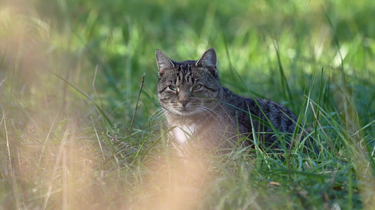 Un gatto randagio seduto nell'erba verde in cerca del suo prossimo pasto.