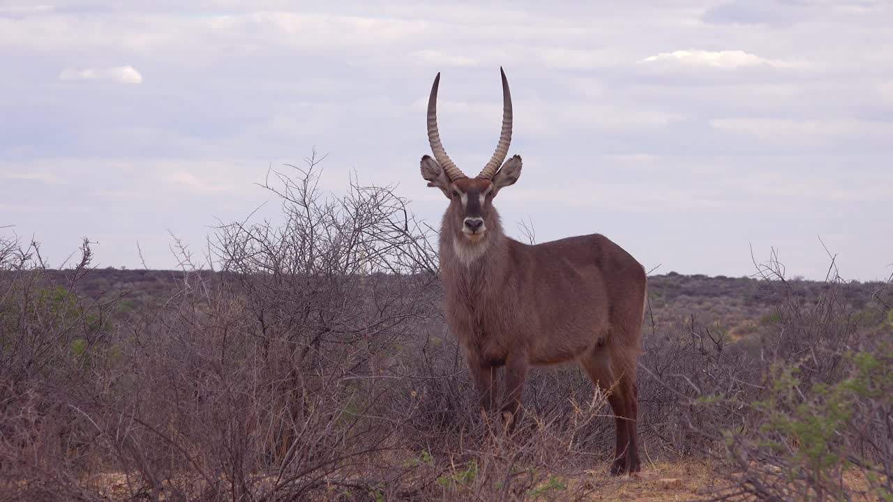 un antílope waterbuck se yergue orgulloso en las llanuras de áfrica