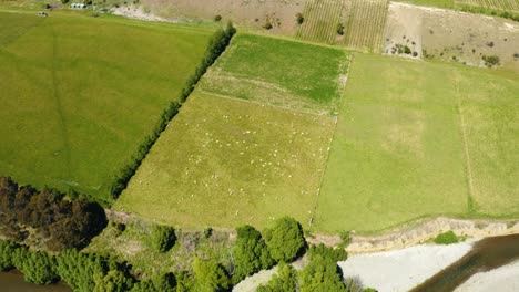 Fluss-Im-Sommer-Mit-Bäumen-Und-Grasbewachsenen-Ufern