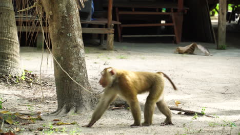Thailand-Affe-An-Einen-Baum-In-Einem-Privaten-Gartenhaus-Gefesselt