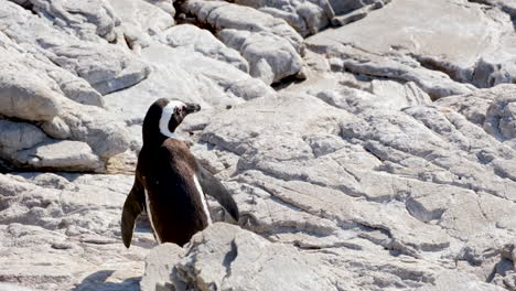 african penguin on rocks