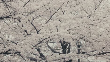 los pétalos caen de los cerezos de primavera en osaka, japón