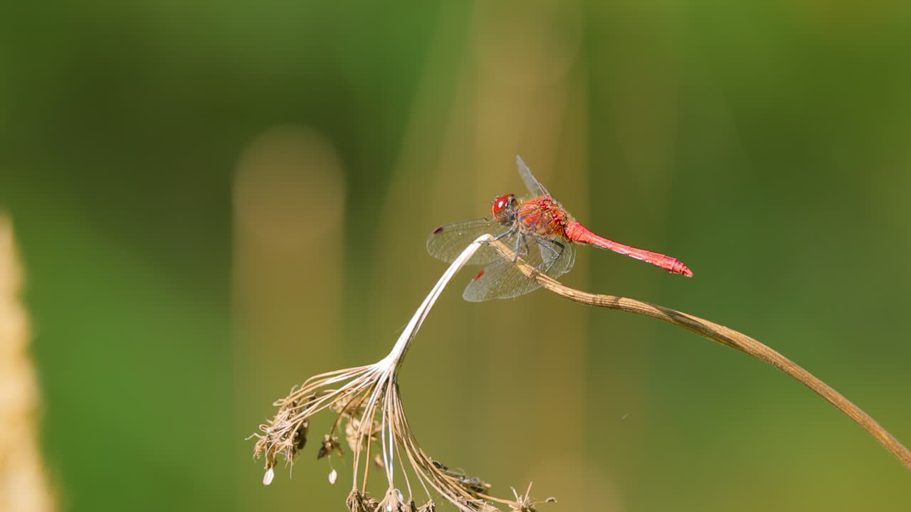 la libélula escarlata (crocothemis erythraea) es una especie de libélula de la familia libellulidae. sus nombres comunes incluyen escarlata ancha, darter escarlata común.