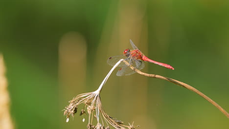 Die-Scharlachrote-Libelle-(Crocothemis-Erythraea)-Ist-Eine-Libellenart-Aus-Der-Familie-Der-Libellulidae.-Zu-Seinen-Gebräuchlichen-Namen-Gehören-Der-Breite-Scharlachrote-Und-Der-Gemeine-Scharlachrote-Schlangenhalsvogel.