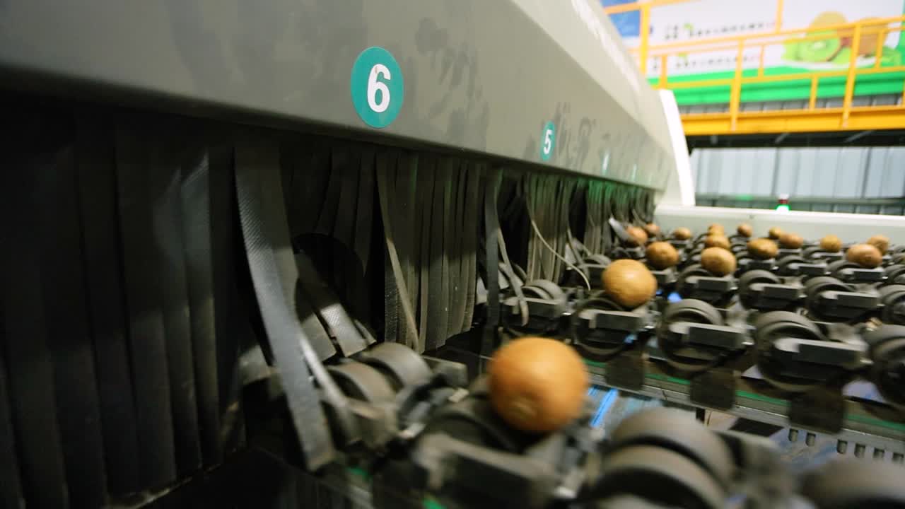 Kiwi fruits move along a conveyor belt in slow motion inside a factory, showcasing the automated processing line in Shaanxi Province, China.