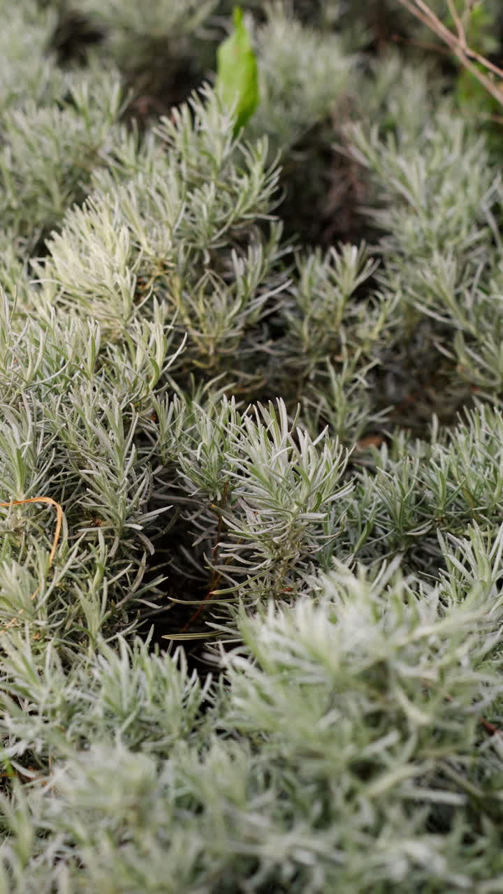 Primo piano di fogliame di piante verdi e argentee in un giardino
