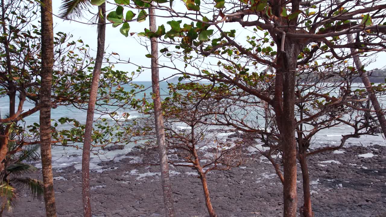 Scenic Tropical Beach with Palm Trees and Lava Rocks in São Tomé and Principe