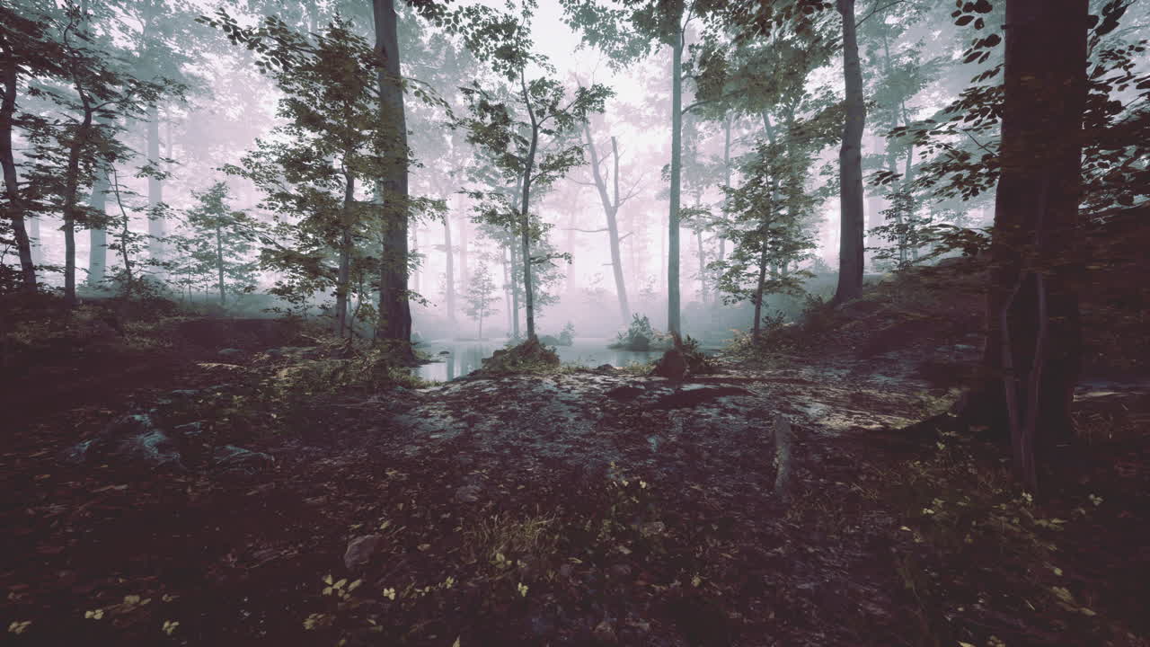 landscape of dark forest with fog