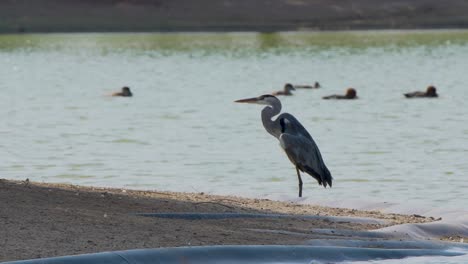 a grey heron bird standing on the banks of a lake in al-quadra, dubai, united arab emirates