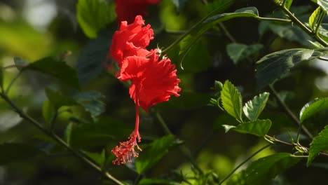 Hibiskusblüte---Rot---Wunderschön.-Grün