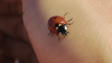close-up-shot-of-a-ladybug-on-Caucasian-hand